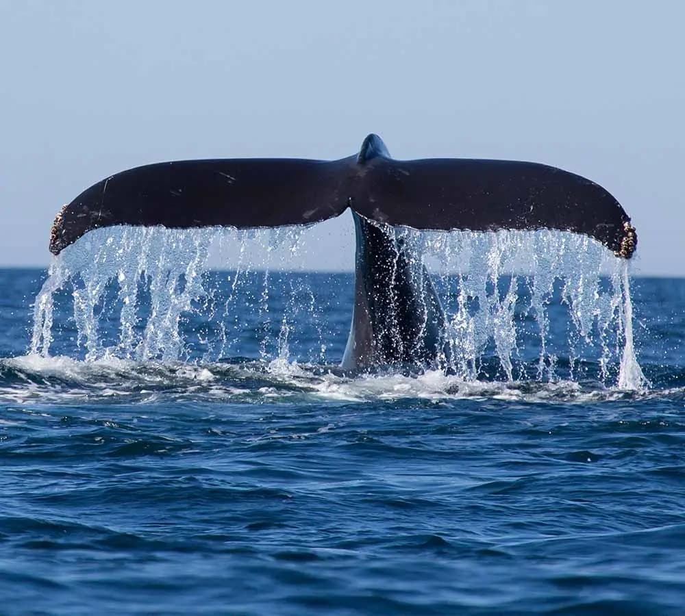 Mirissa Whale Watching
